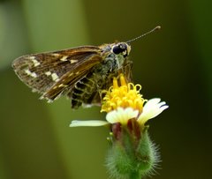 Taractrocera maevius