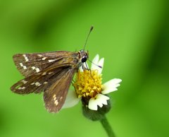 Taractrocera maevius