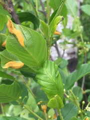 Frangula alnus