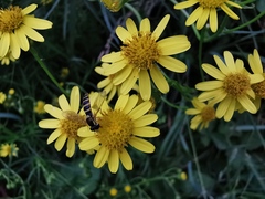 Senecio inaequidens