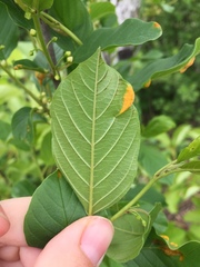 Frangula alnus