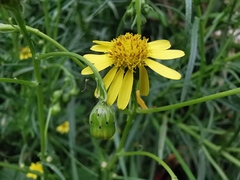 Senecio inaequidens