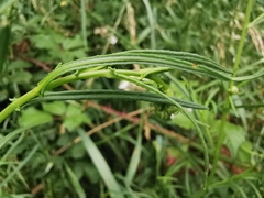 Senecio inaequidens
