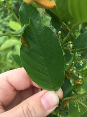 Frangula alnus