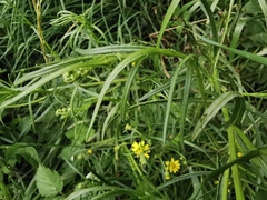 Senecio inaequidens