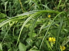 Senecio inaequidens