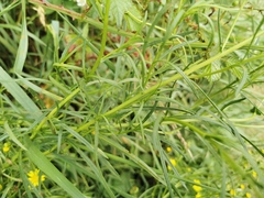 Senecio inaequidens