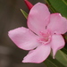 Oleander - Photo (c) reddad, some rights reserved (CC BY-NC), uploaded by reddad