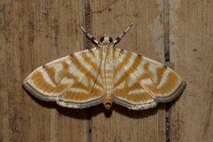 Orthospila