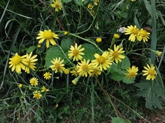 Senecio inaequidens