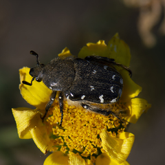 Heterocnemis graeca