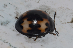 Beccariola brevicornis