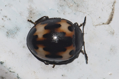 Beccariola brevicornis