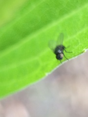 Diptera