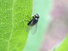 Diptera