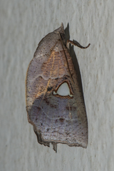 Pterogonia episcopalis