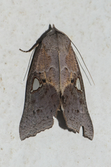 Pterogonia episcopalis
