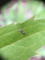 Diptera