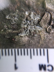 Physcia