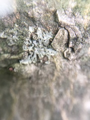 Physcia