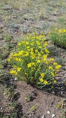 Haplophyllum dauricum