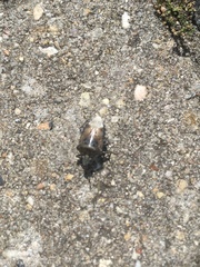 Rhaphigaster nebulosa