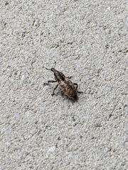 Pseudocleonus