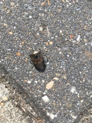 Rhaphigaster nebulosa