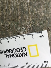 Physcia