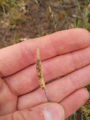 Alopecurus geniculatus