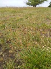 Alopecurus geniculatus