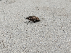Pseudocleonus