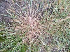 Alopecurus geniculatus