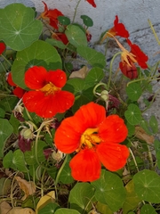 Tropaeolum majus