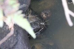 Dolomedes mizhoanus
