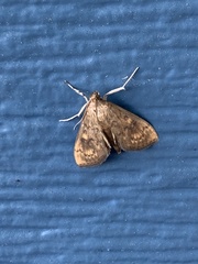 Evergestis rimosalis
