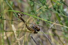 Echthistus rufinervis
