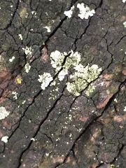 Fungi
