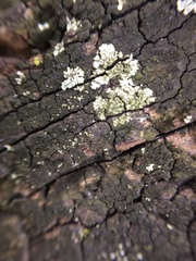 Fungi