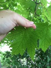 Acer rubrum