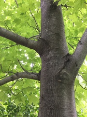 Acer rubrum