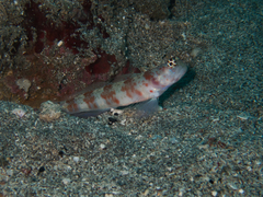 Amblyeleotris periophthalmus