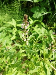 Lysimachia dubia
