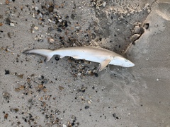 Carcharhinus acronotus