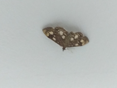 Anania coronata