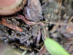 Oligochaeta