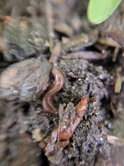 Oligochaeta