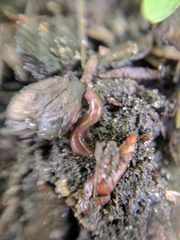 Oligochaeta