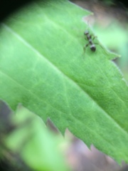 Formicidae