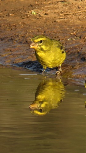 Brimstone Canary (Crithagra sulphurata), photo 7